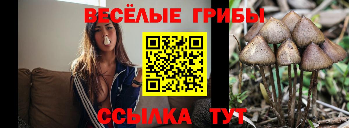 Псилоцибиновые грибы Psilocybe  Псилоцибиновые грибы ЛСД  Благодарный  Вход с VPN 